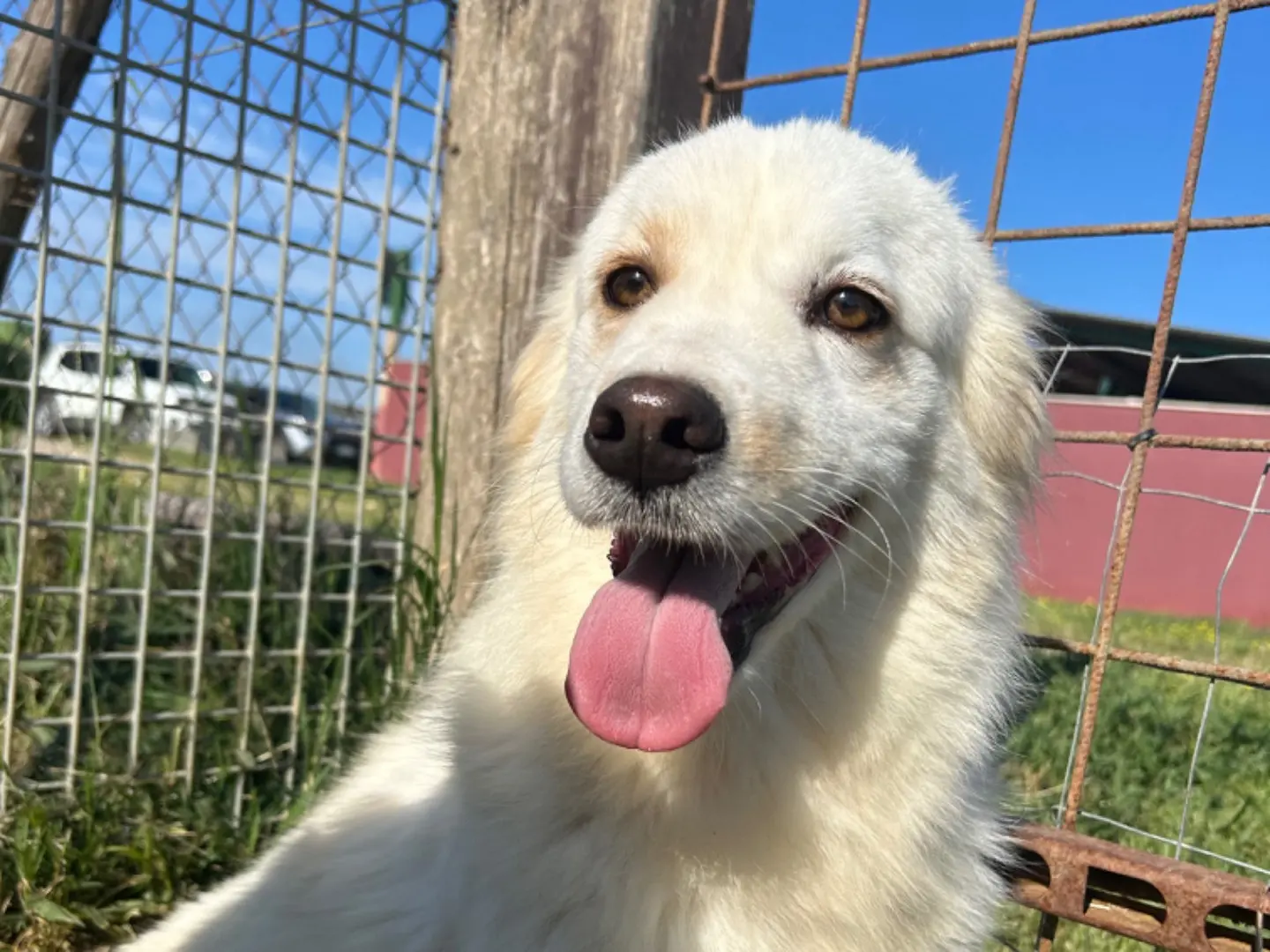 Adozione cane, maschio, Pastore maremmano Razza sconosciuta, 3 anni e 9 mesi, taglia media contenuta, Latina