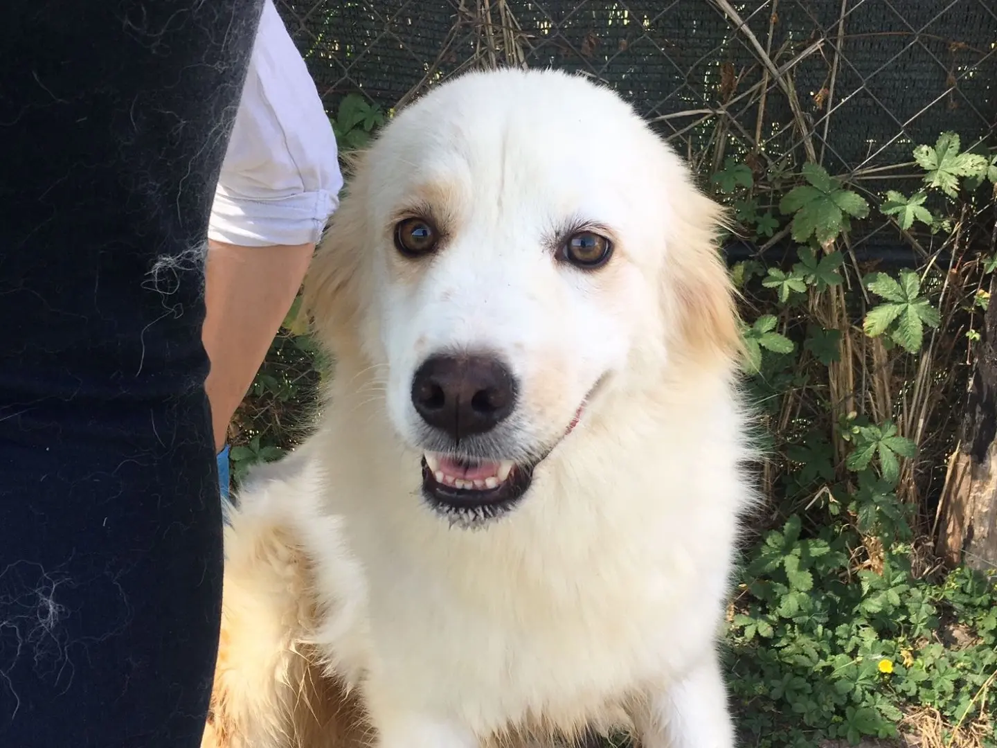 Adotta un cane, maschio, 3 anni e 9 mesi, Latina
