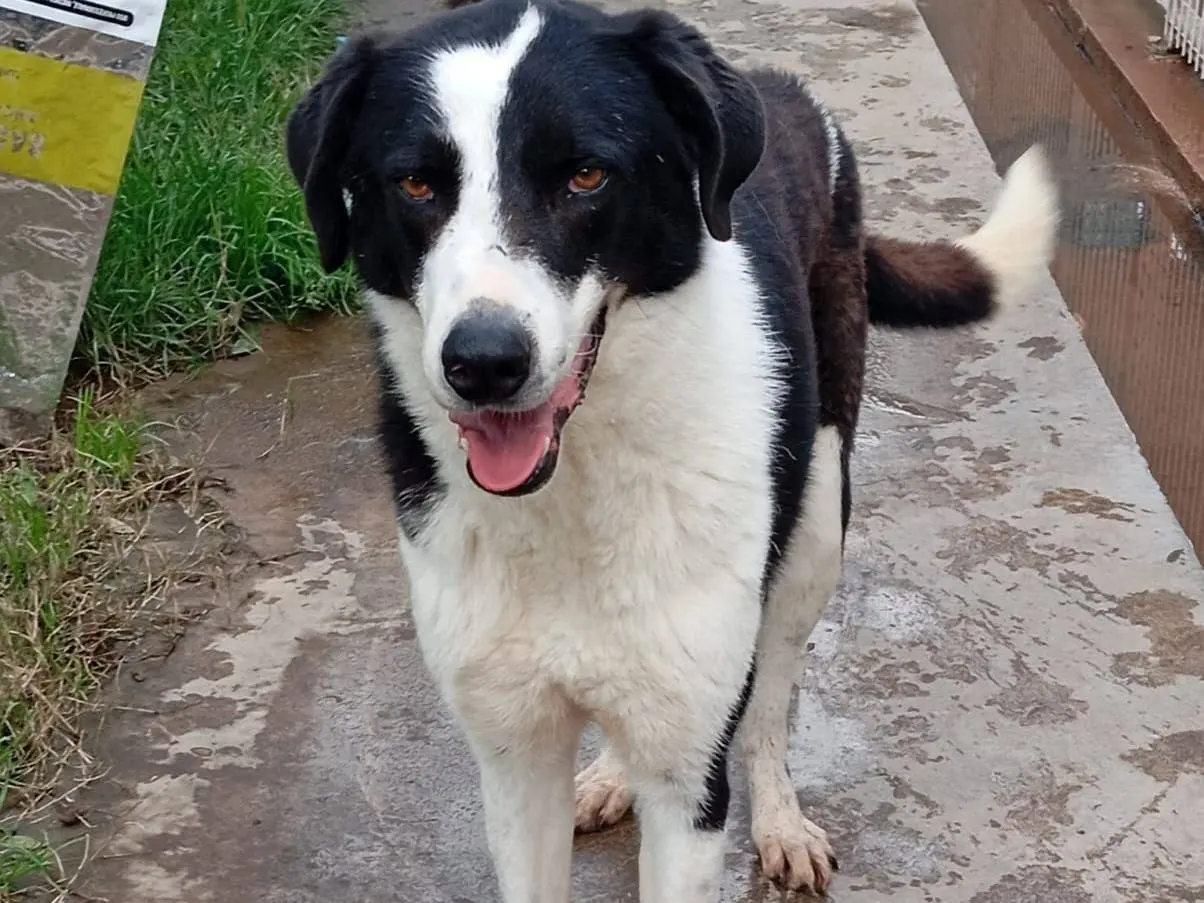 Adotta un cane, taglia grande, maschio, Caserta