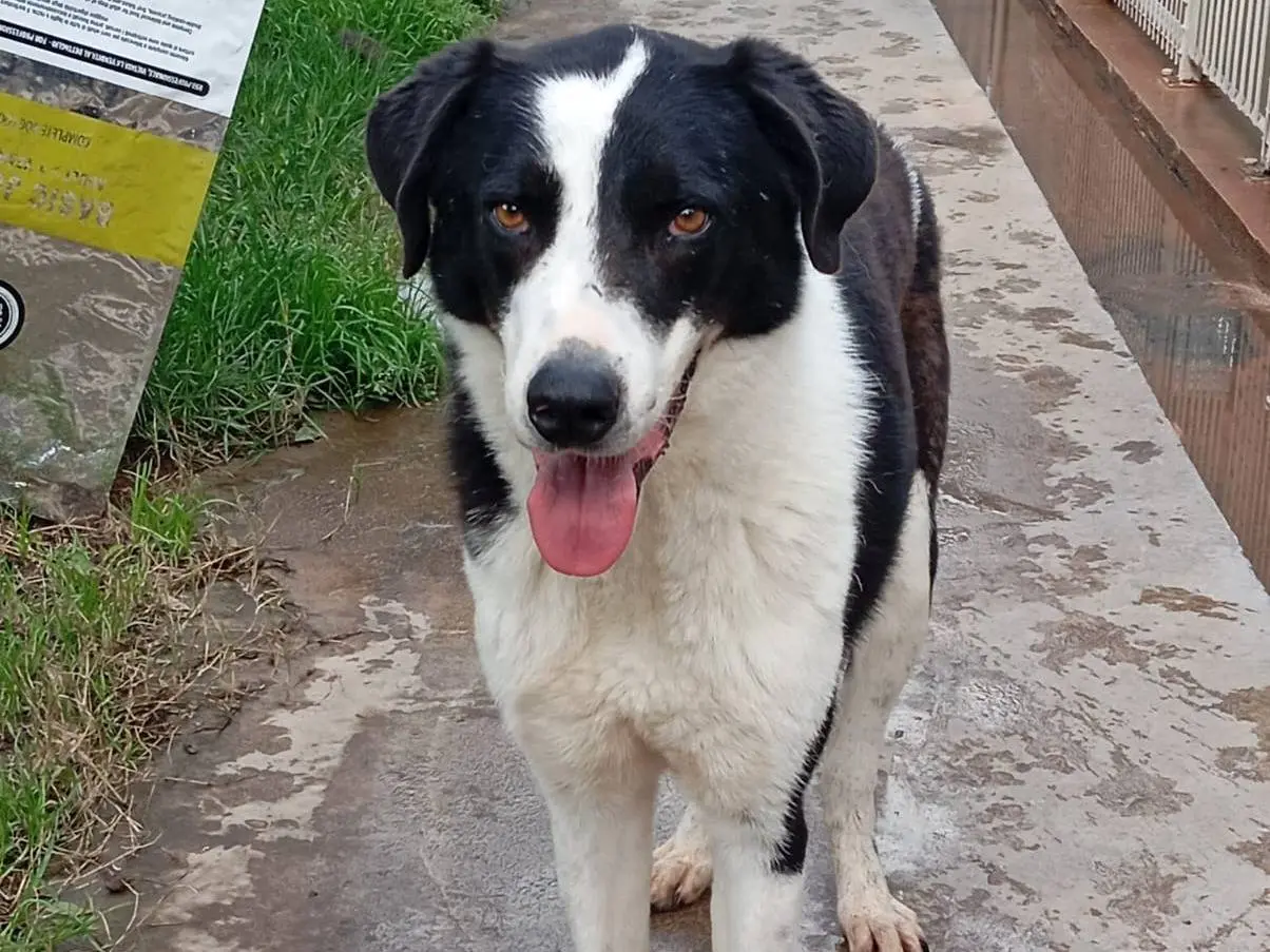 Adotta un cane, maschio, 4 anni e 9 mesi, Caserta
