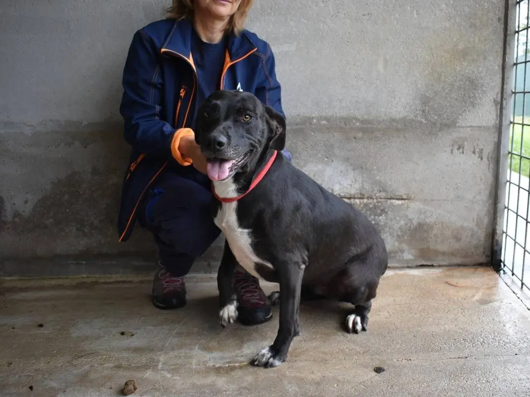 Adotta il cane Perlyn a Roma
