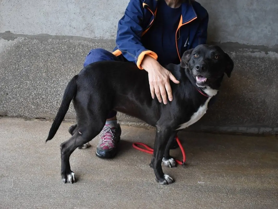 Vuoi adottare un cane a Roma?