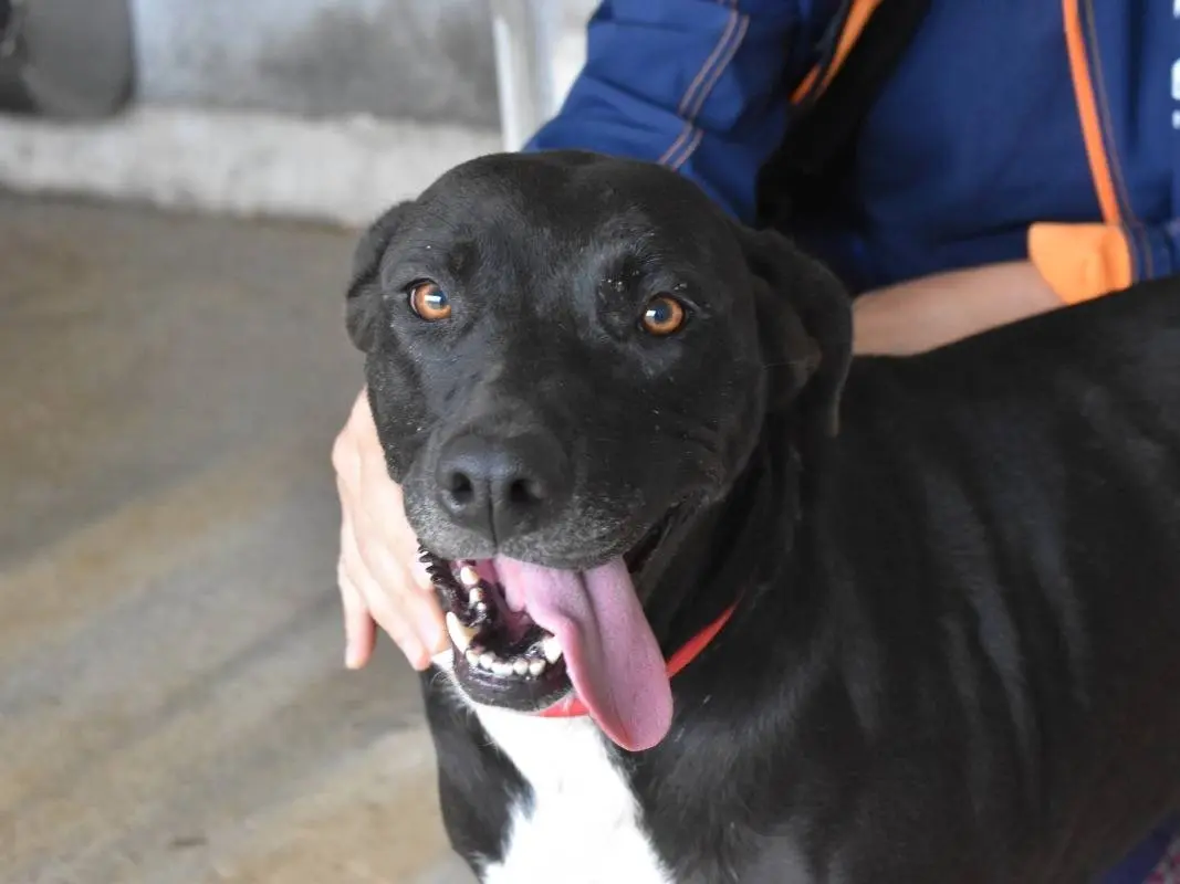 Adozione cane, femmina, Razza sconosciuta Razza sconosciuta, 5 anni e 3 mesi, taglia media contenuta, Roma