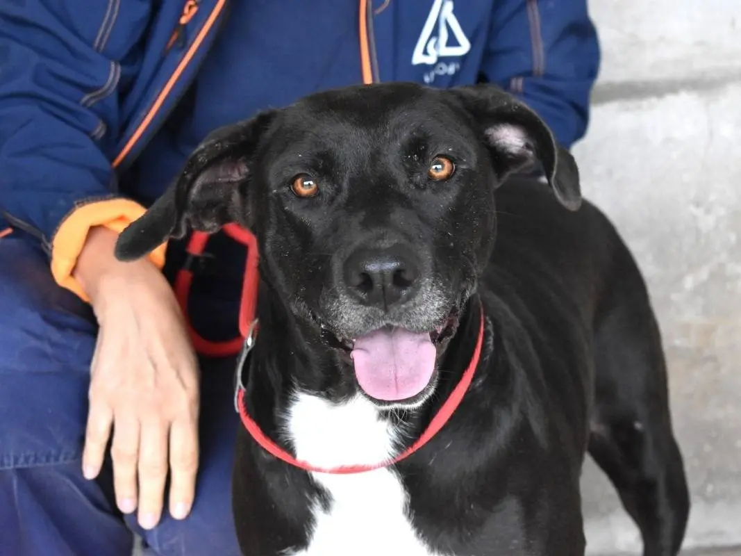 Adotta un cane, femmina, 5 anni e 3 mesi, Roma