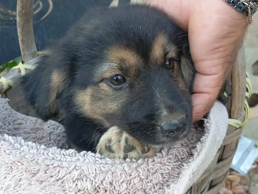 Adotta un cane, femmina, 4 mesi, Vibo