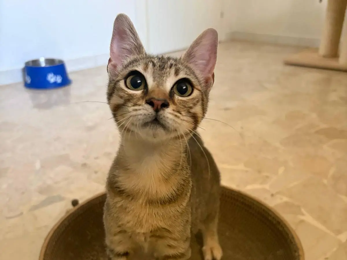 Adotta un gatto, femmina, 8 mesi, Milano