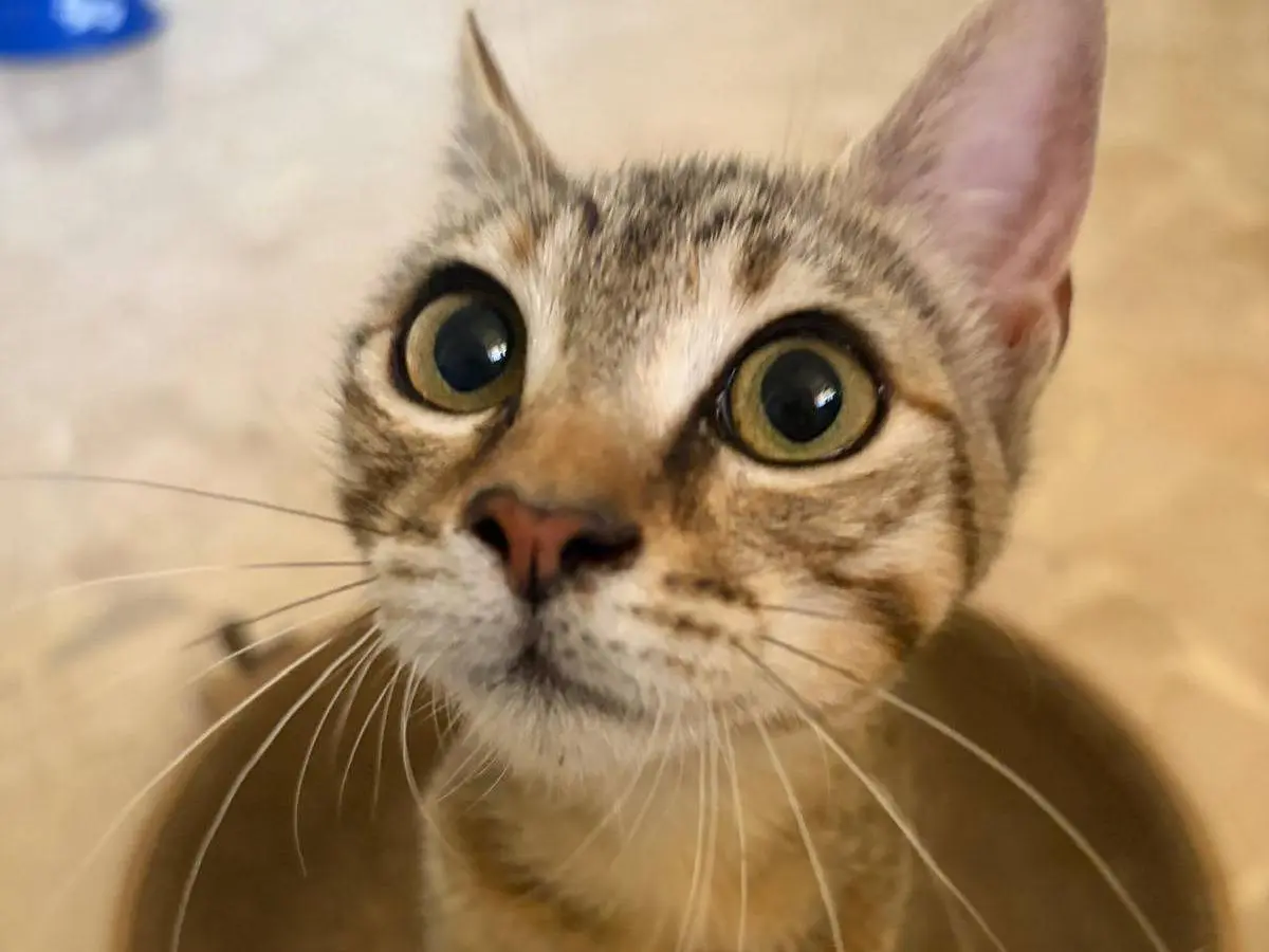 Adozione gatto, femmina, Razza sconosciuta Razza sconosciuta, 8 mesi, taglia non valida, Milano