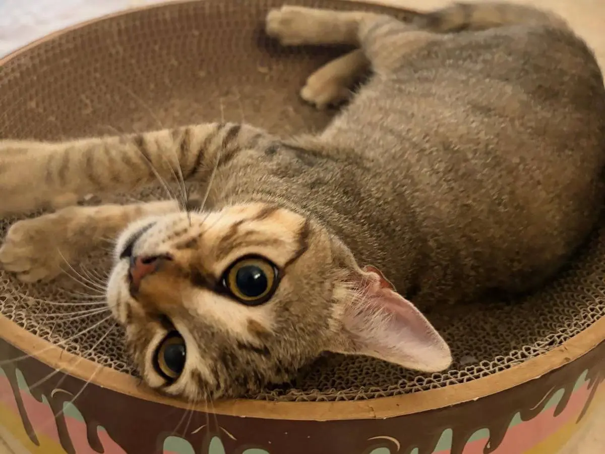 Adotta un gatto, taglia non valida, femmina, Milano