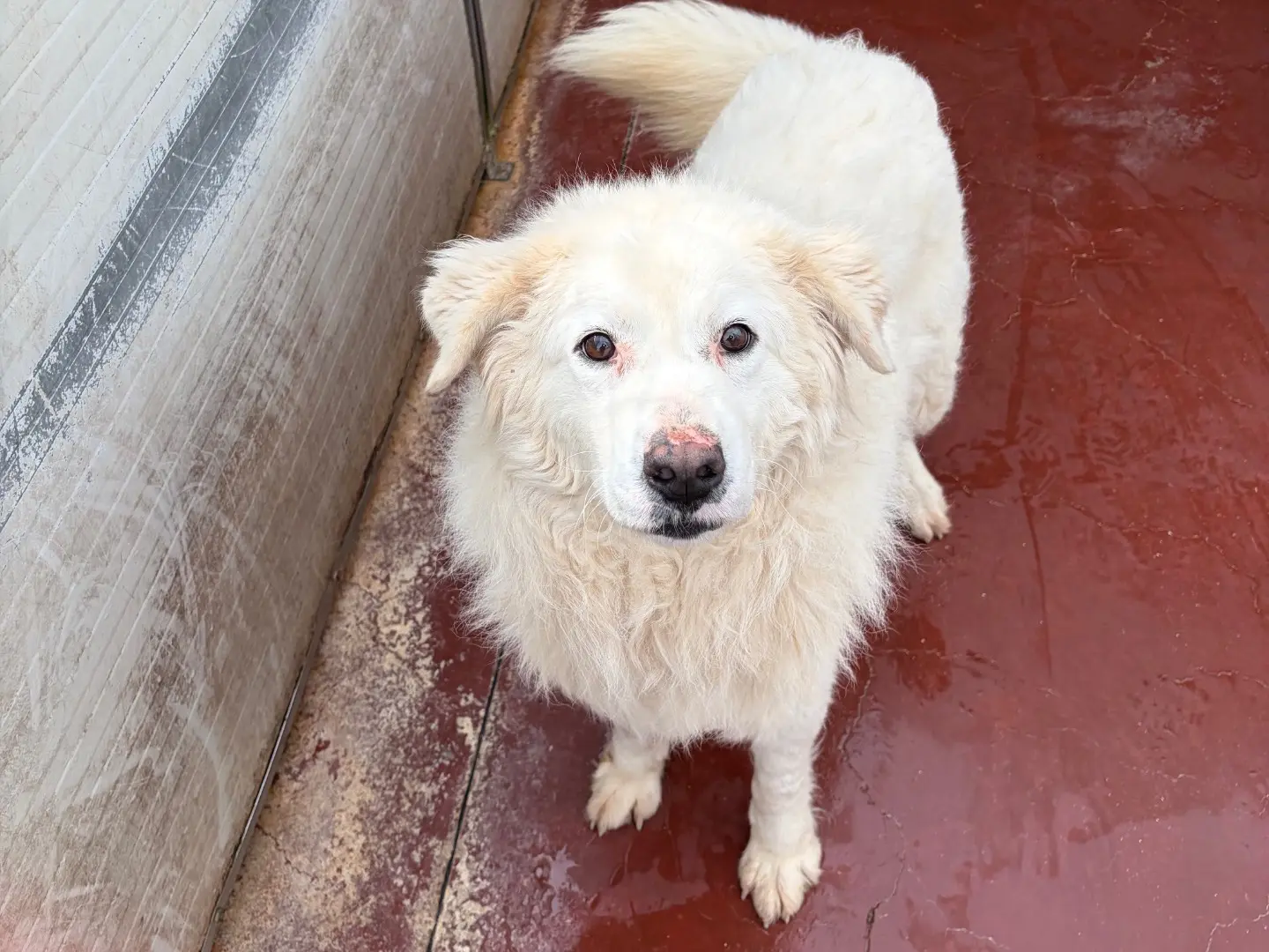 Adozione cane, femmina, Pastore maremmano Razza sconosciuta, 2 anni e 3 mesi, taglia media, Potenza