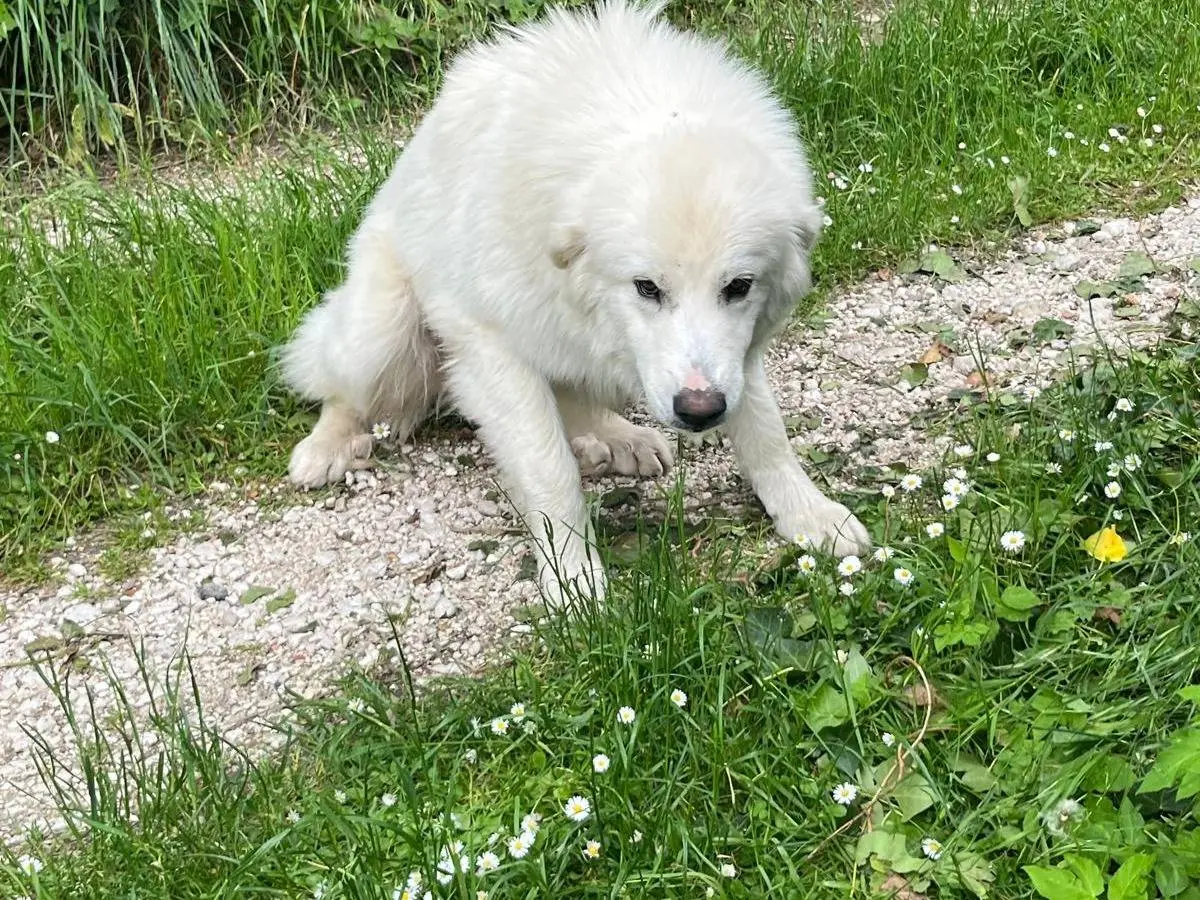 Foto 2 dell'animale