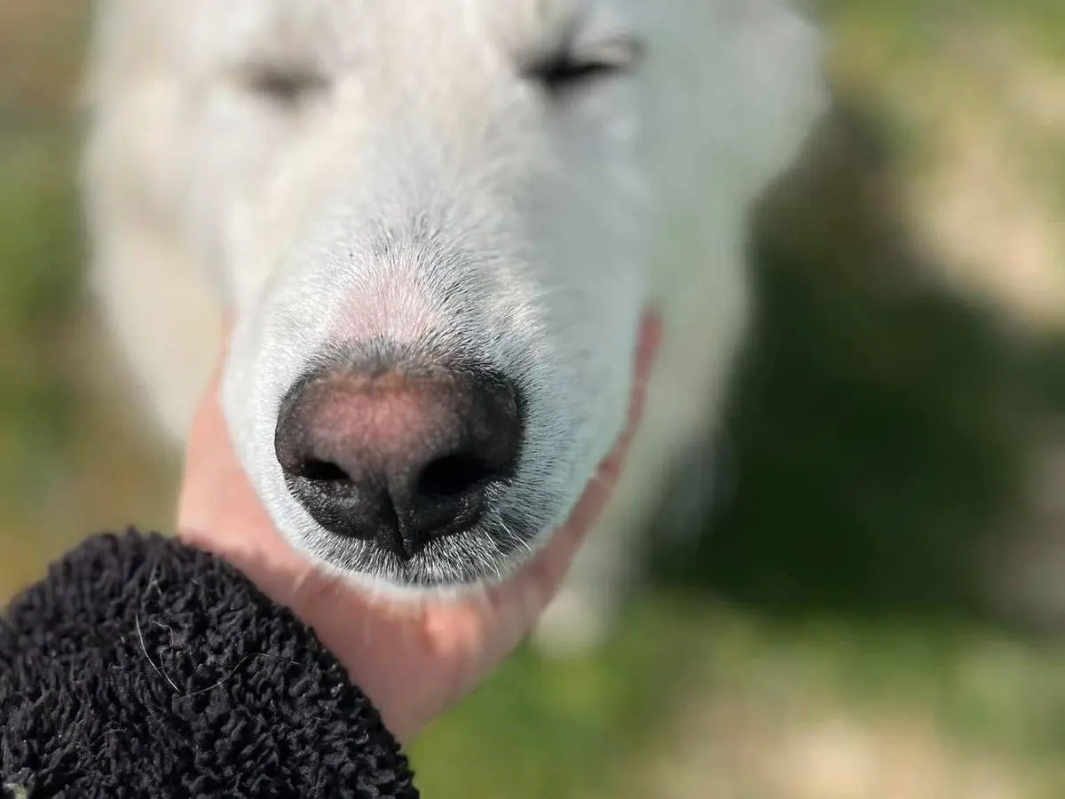Adotta un cane, taglia grande, maschio, Rieti