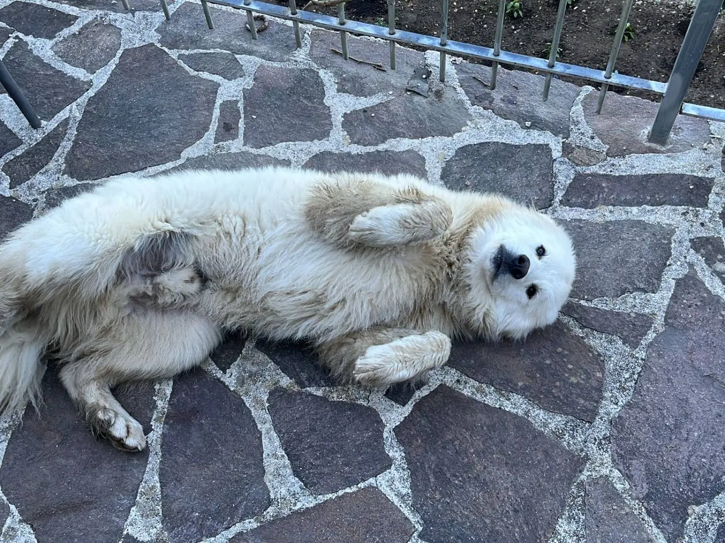 Vuoi adottare un cane a Rieti?