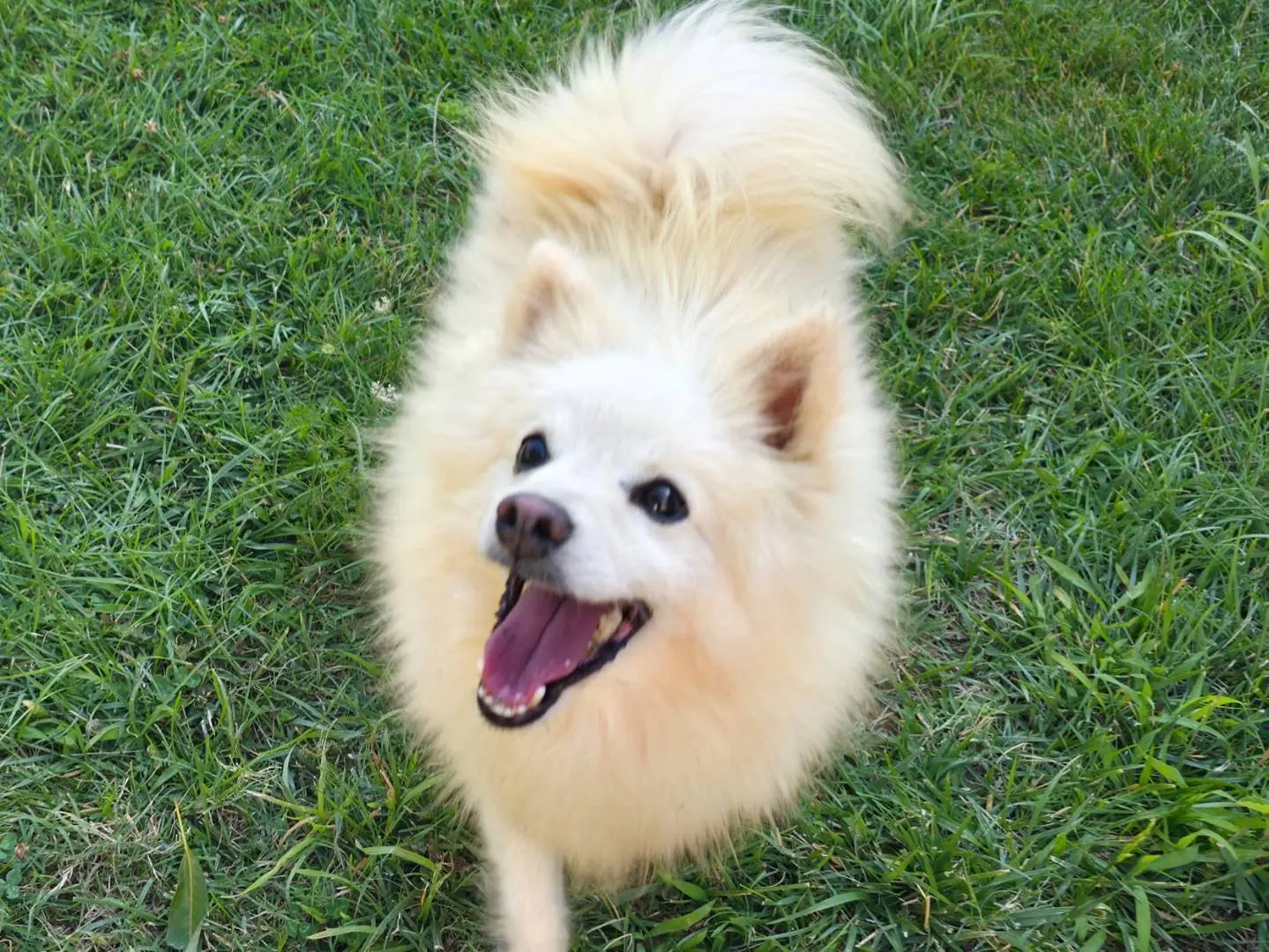 Adozione cane, femmina, Volpino di Pomerania Razza sconosciuta, 9 anni e 1 mese, taglia piccola, Benevento