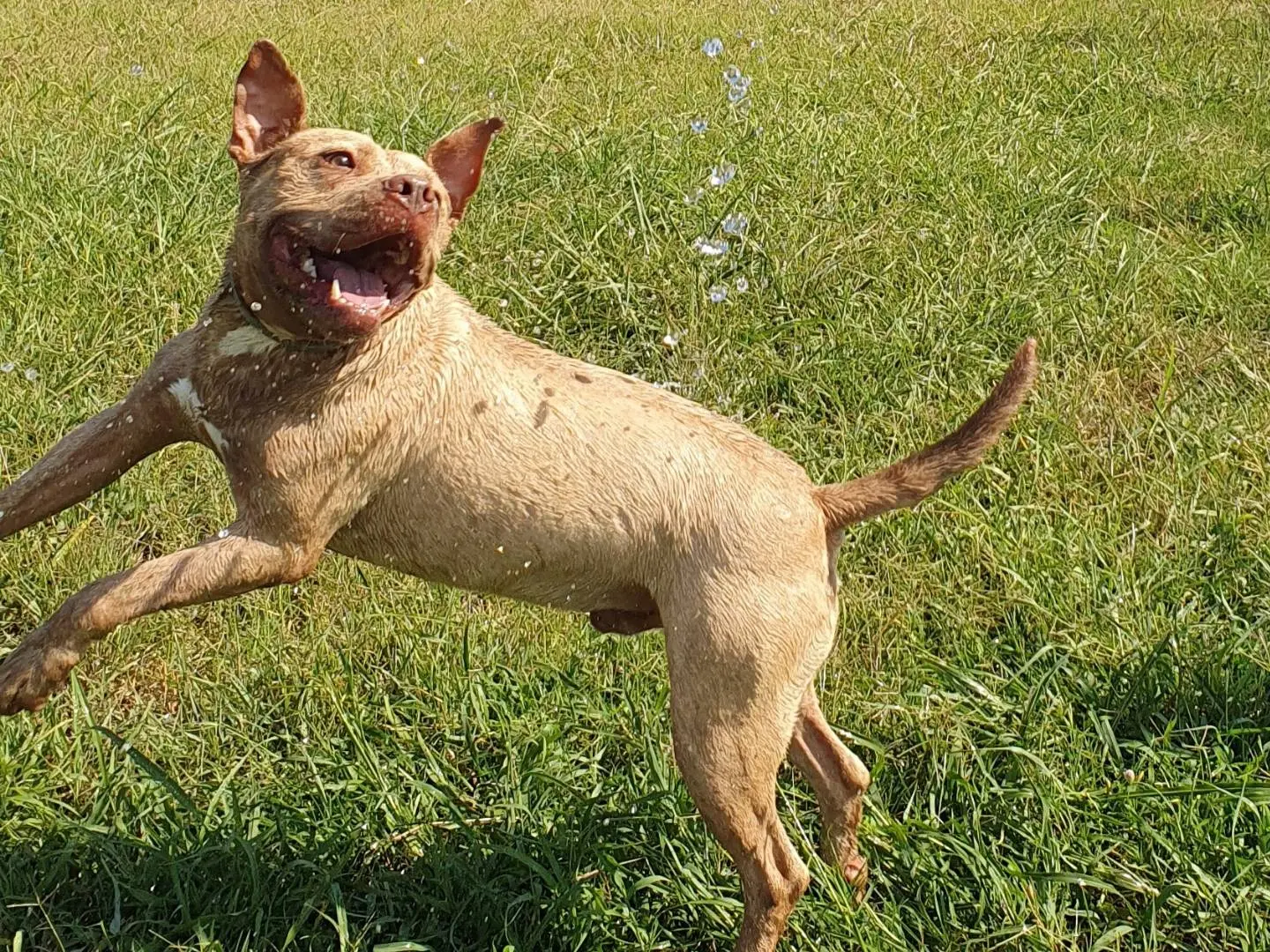 Adotta il cane Omar a Caserta
