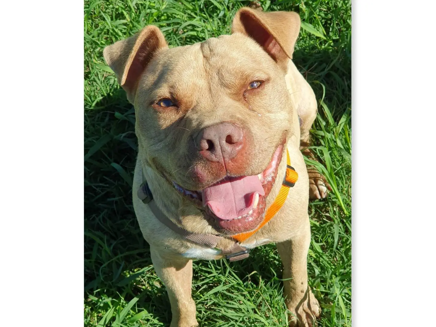 Adozione cane, maschio, Pitbull, 8 anni e 7 mesi, taglia media, Caserta