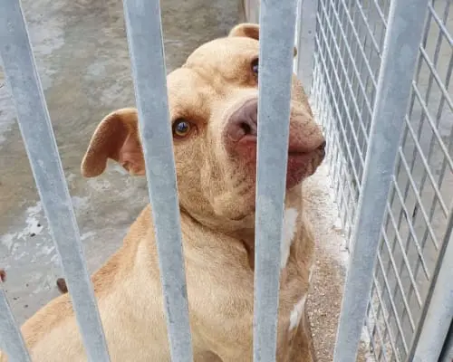 Adotta un cane, maschio, 8 anni e 7 mesi, Caserta