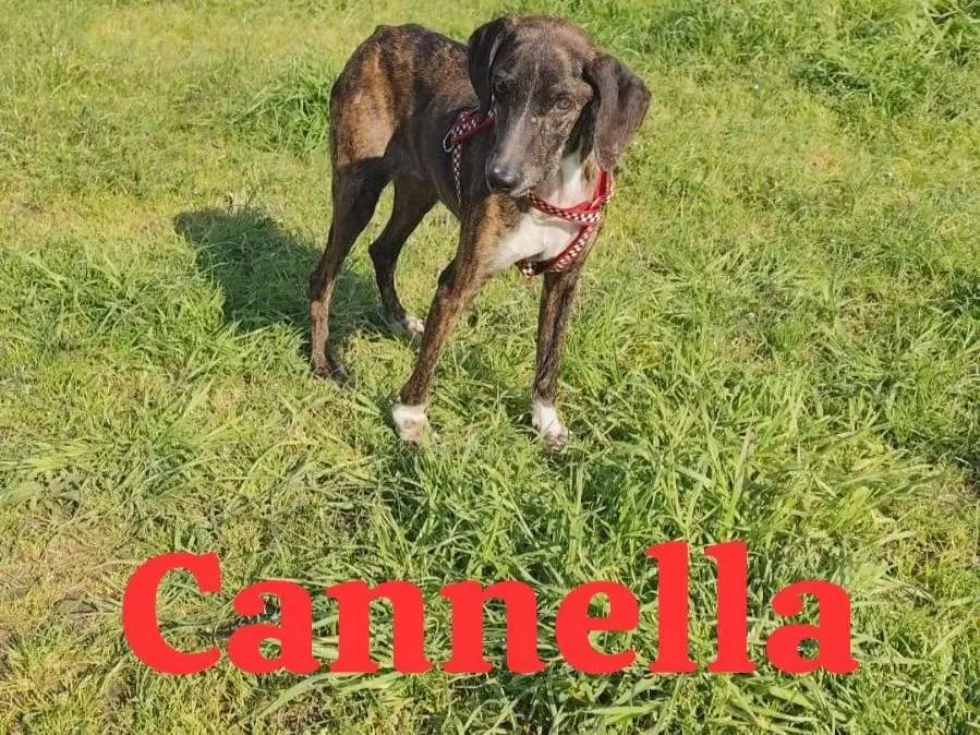 Foto 1 dell'animale