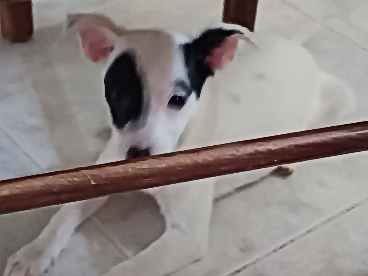 Adozione cane, maschio, Razza sconosciuta Razza sconosciuta, 1 anno e 4 mesi, taglia piccola, Como