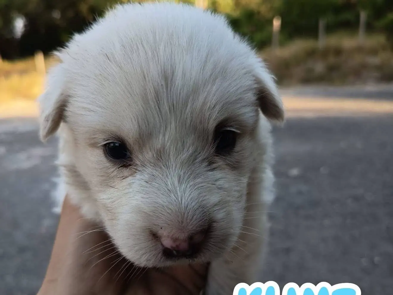 Adozione cane, maschio, Razza sconosciuta Razza sconosciuta, 2 mesi, taglia media, Catanzaro