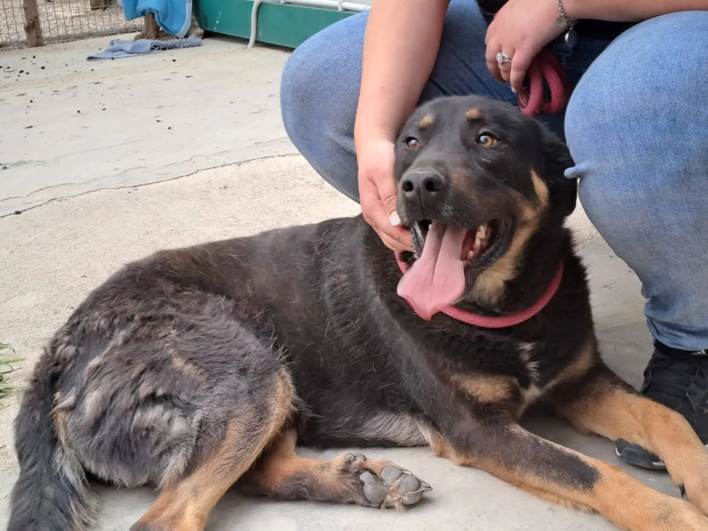 Adotta un cane, taglia media, maschio, Bologna