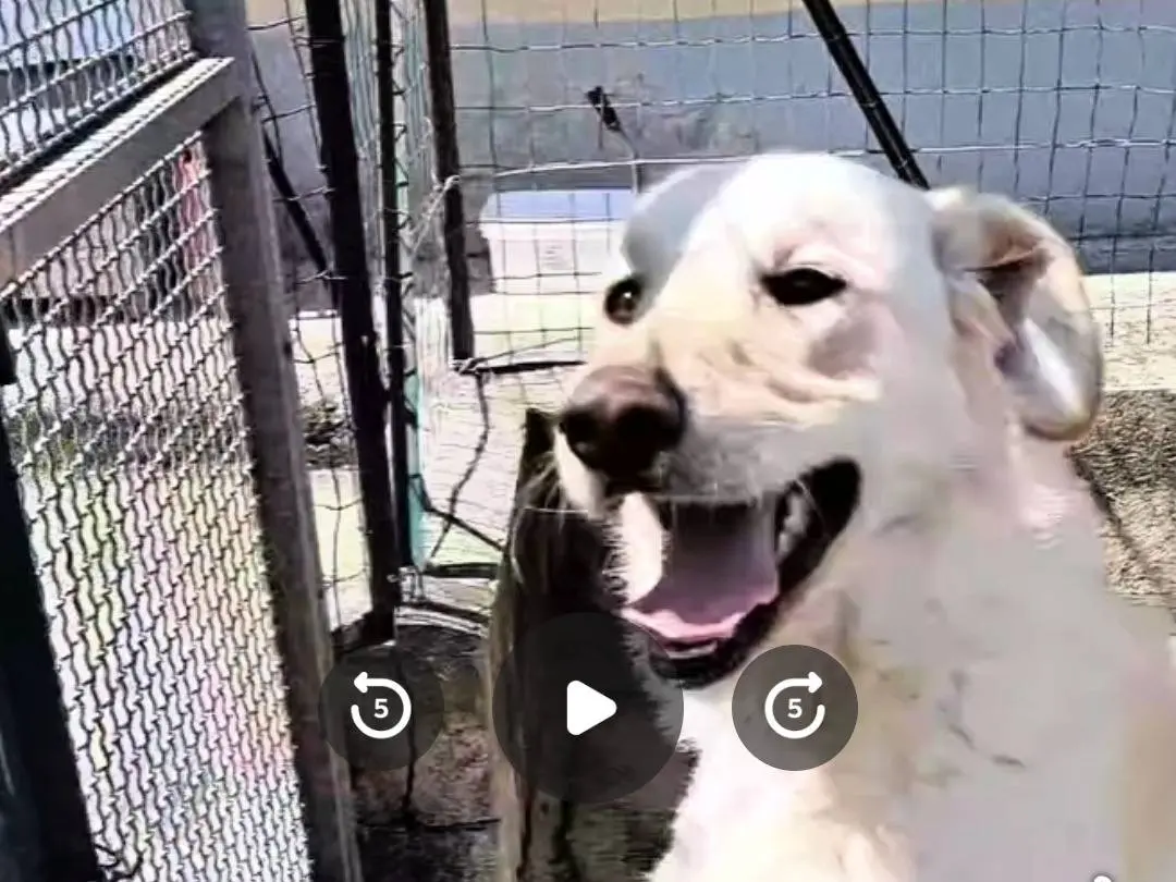 Adozione cane, maschio, Labrador Retriever Razza sconosciuta, 3 anni e 6 mesi, taglia media, Benevento