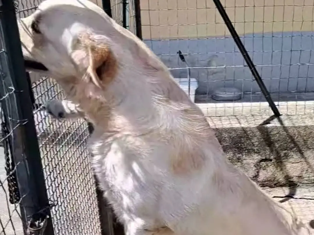 Adotta un cane, maschio, 3 anni e 6 mesi, Benevento