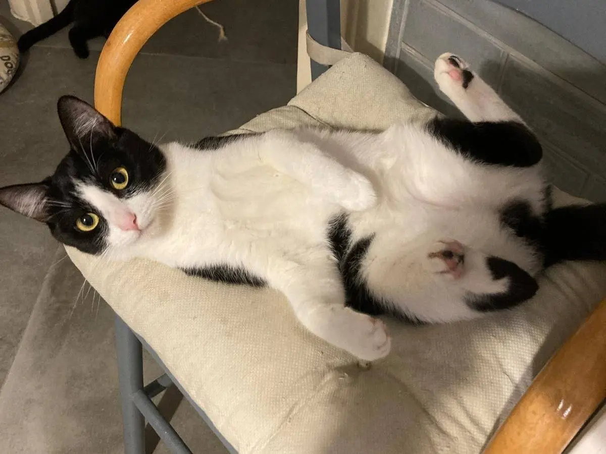 Adozione gatto, femmina, Razza sconosciuta Razza sconosciuta, 4 anni e 3 mesi, taglia non valida, Napoli