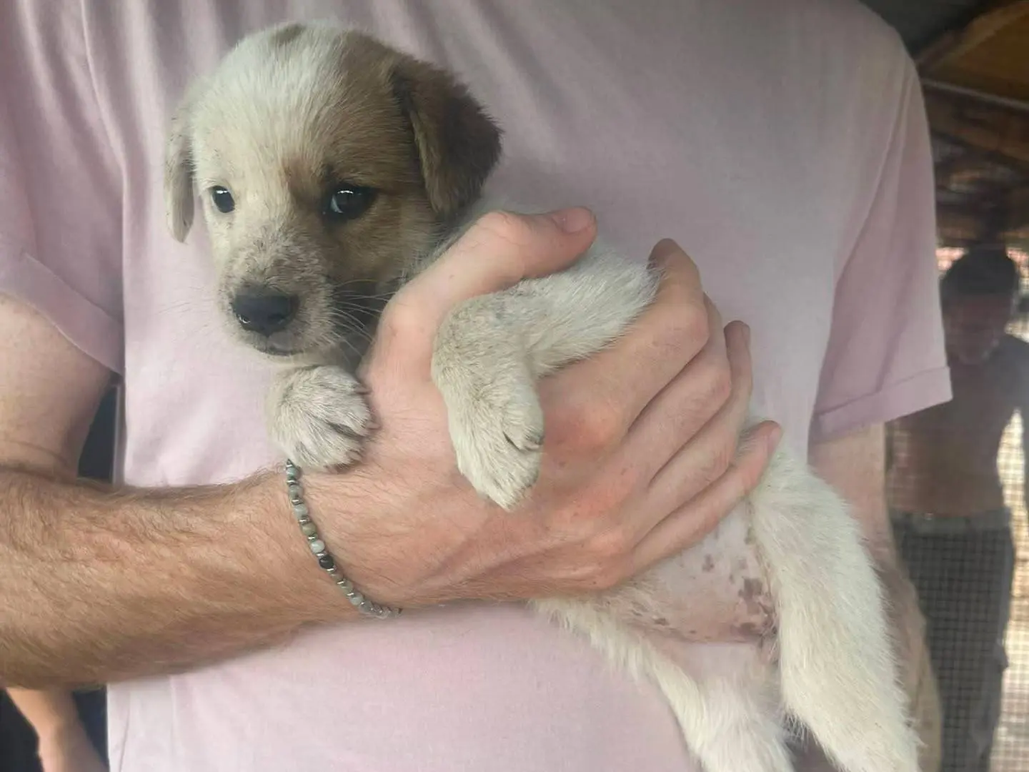 Adozione cane, femmina, Razza sconosciuta Razza sconosciuta, 3 mesi, taglia media, Frosinone