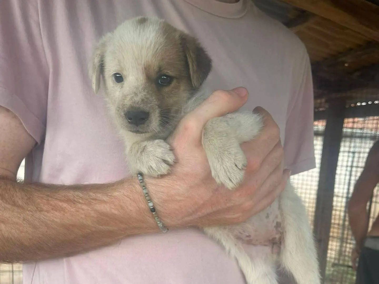 Adotta un cane, femmina, 3 mesi, Frosinone