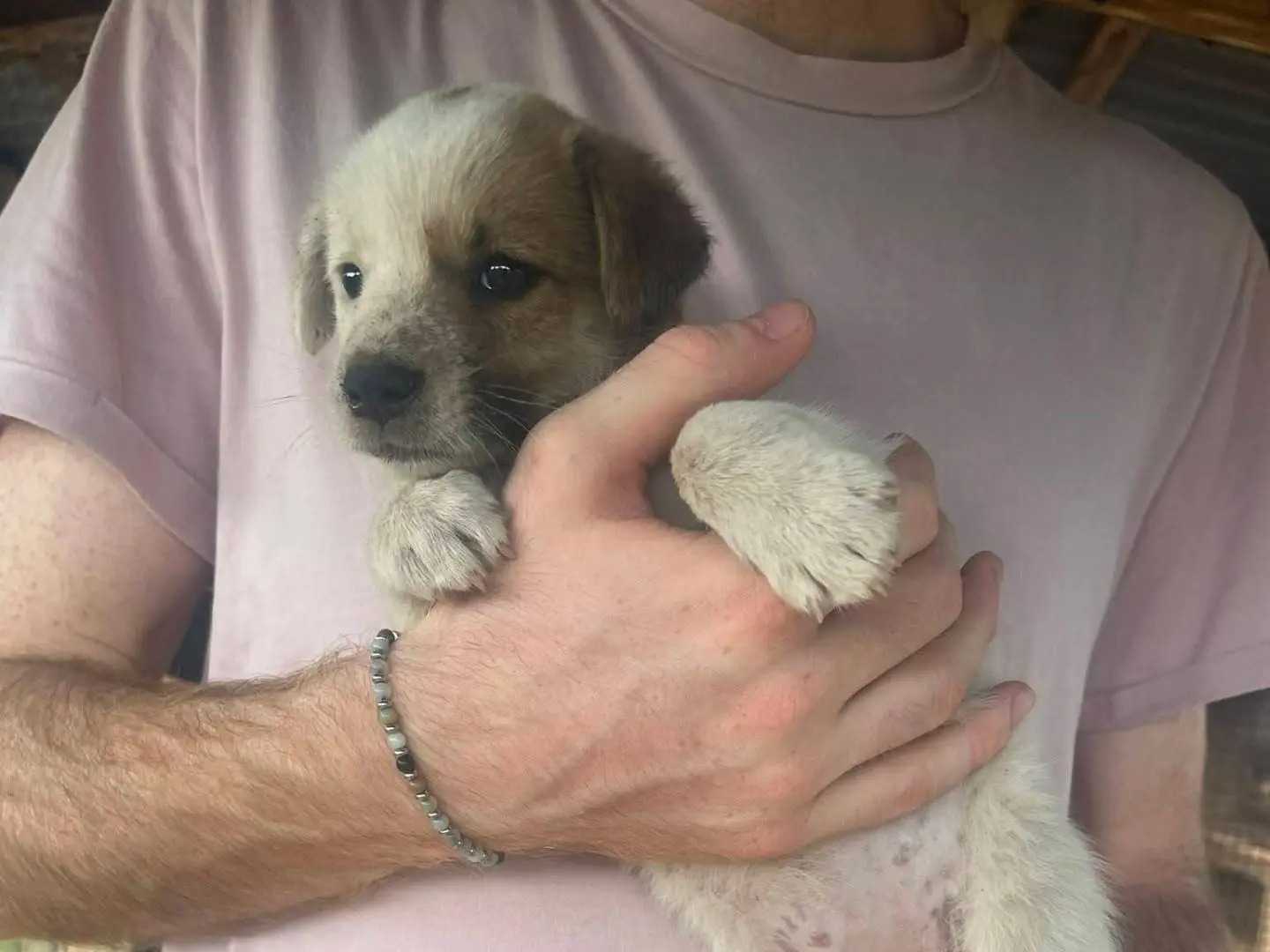 Adotta un cane, taglia media, femmina, Frosinone