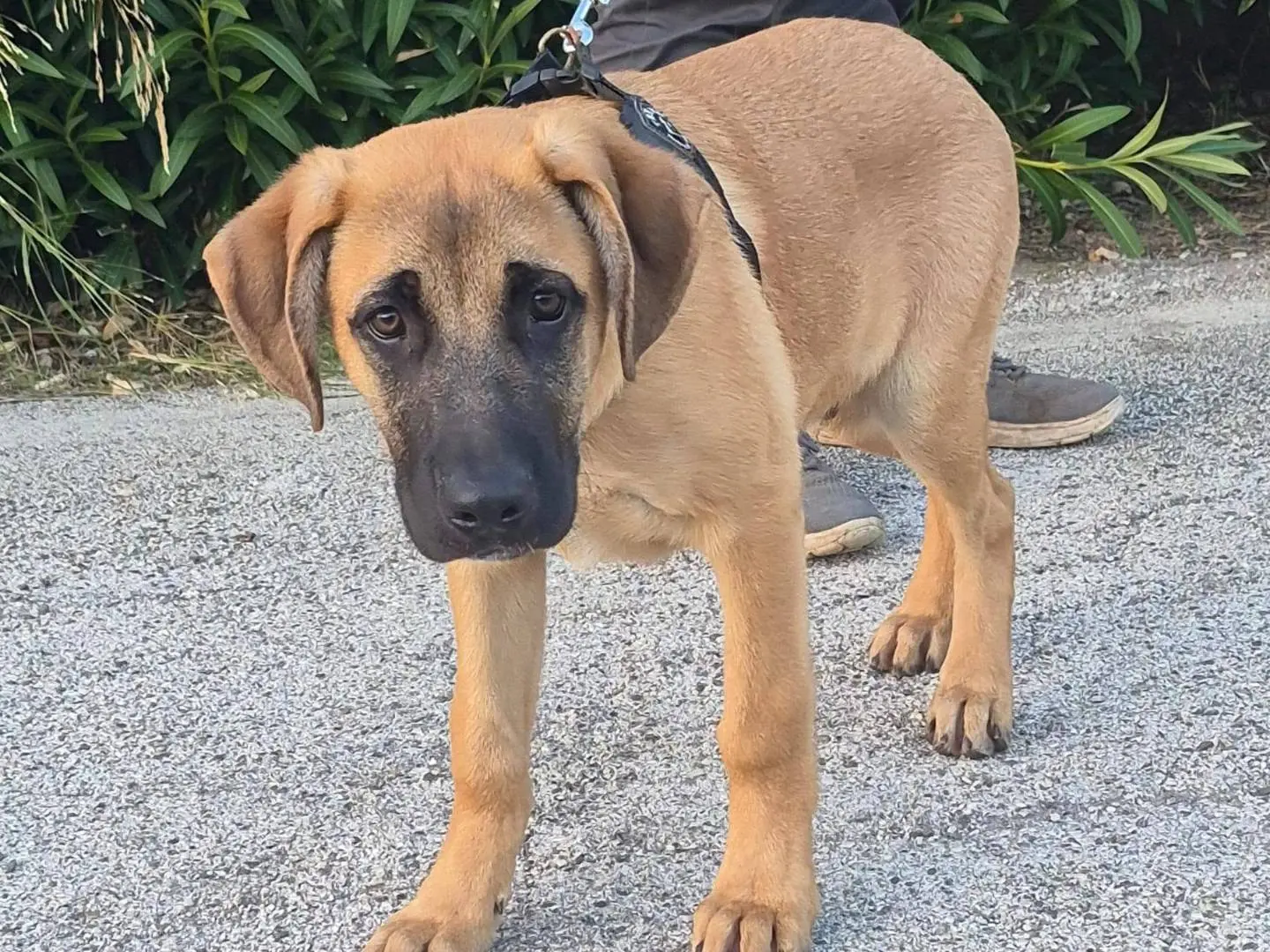 Adotta il cane REMO a Bari