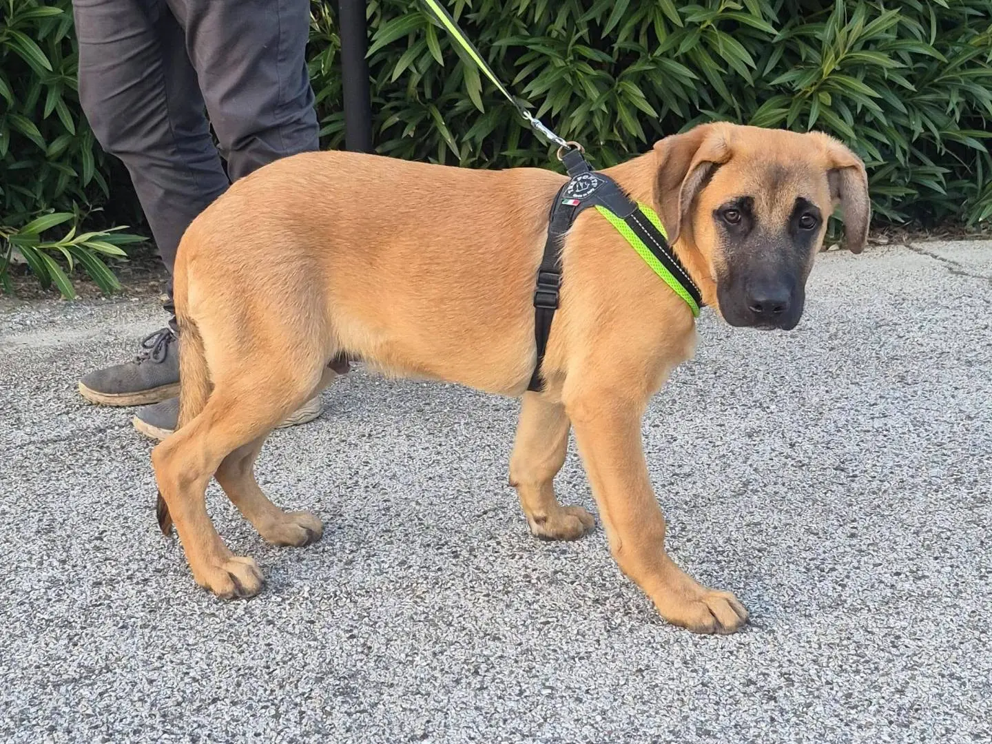 Adotta un cane, maschio, 4 mesi, Bari