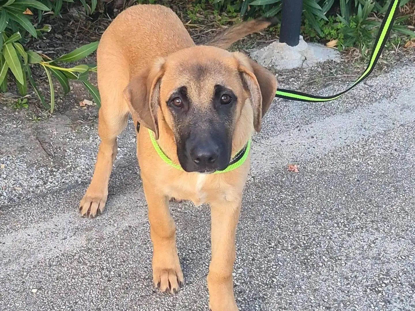 Vuoi adottare un cane a Bari?