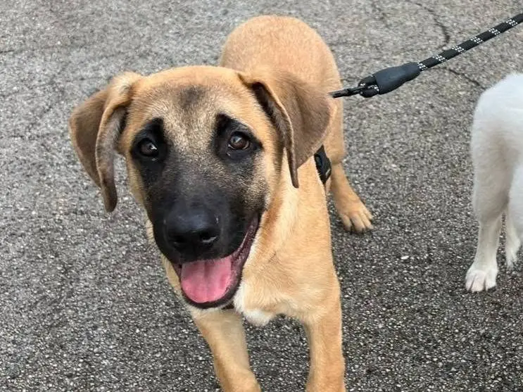 Adozione cane, maschio, Corso Pastore tedesco, 4 mesi, taglia grande, Bari