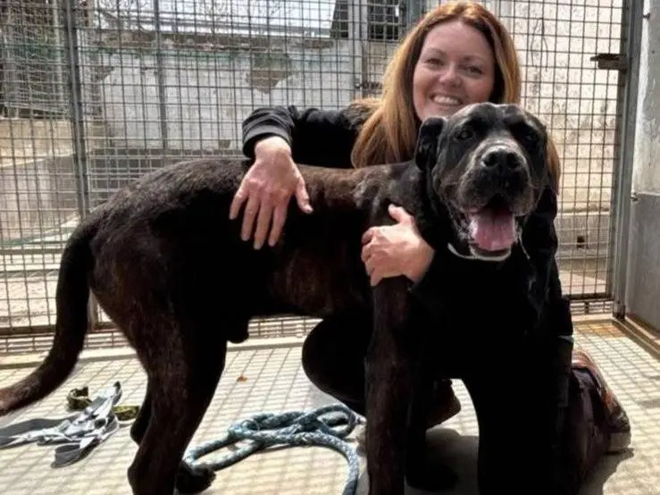 Adotta un cane, maschio, 5 anni e 1 mese, Caserta