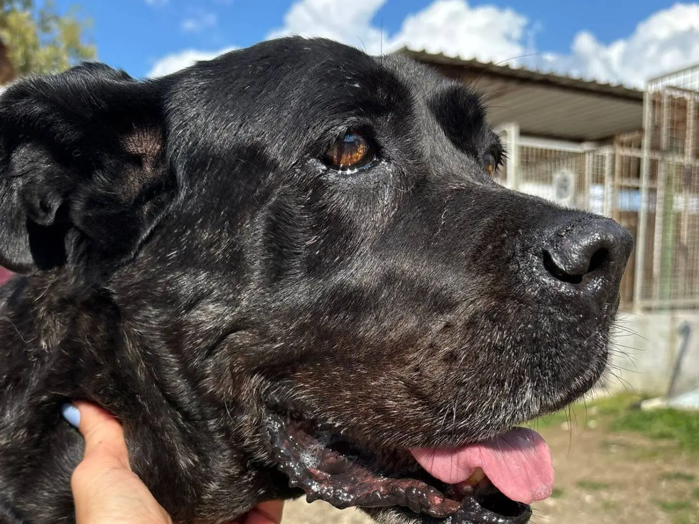 Vuoi adottare un cane a Caserta?