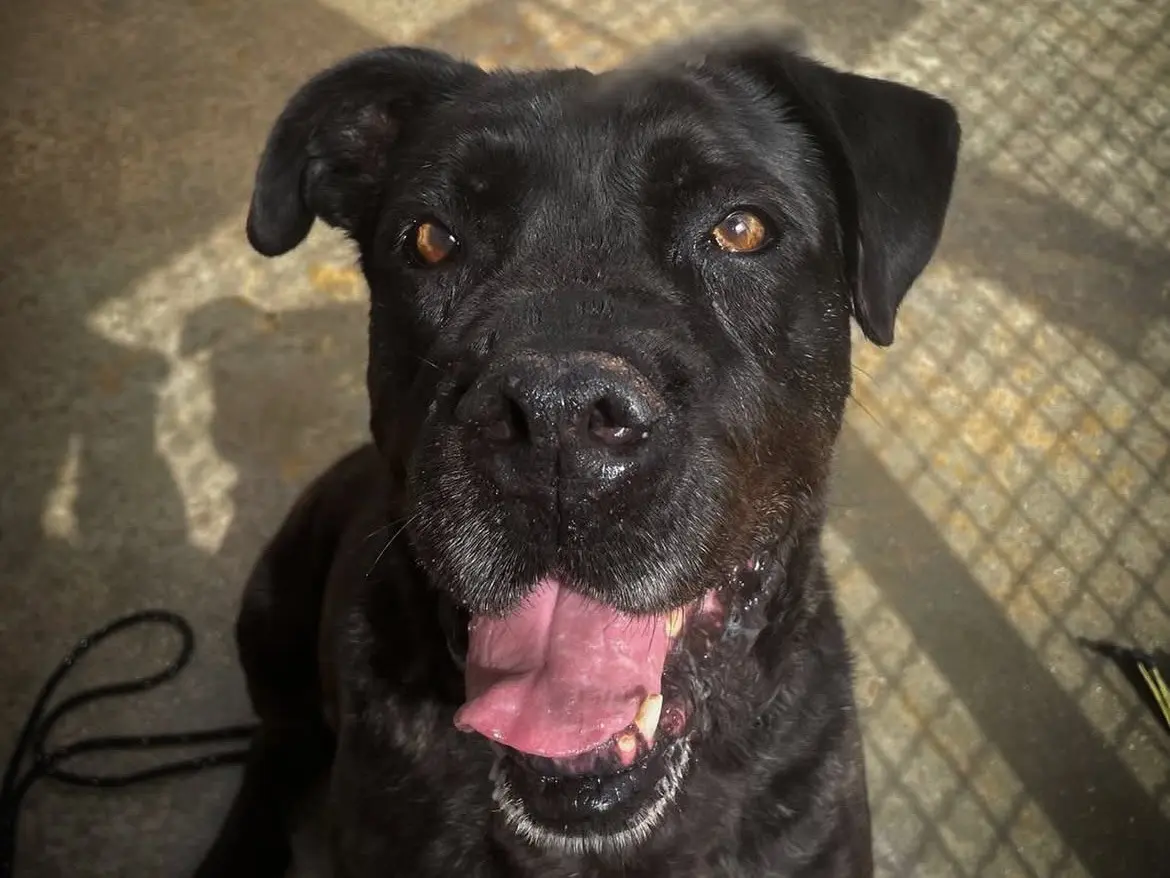 Adotta il cane NIRO a Caserta