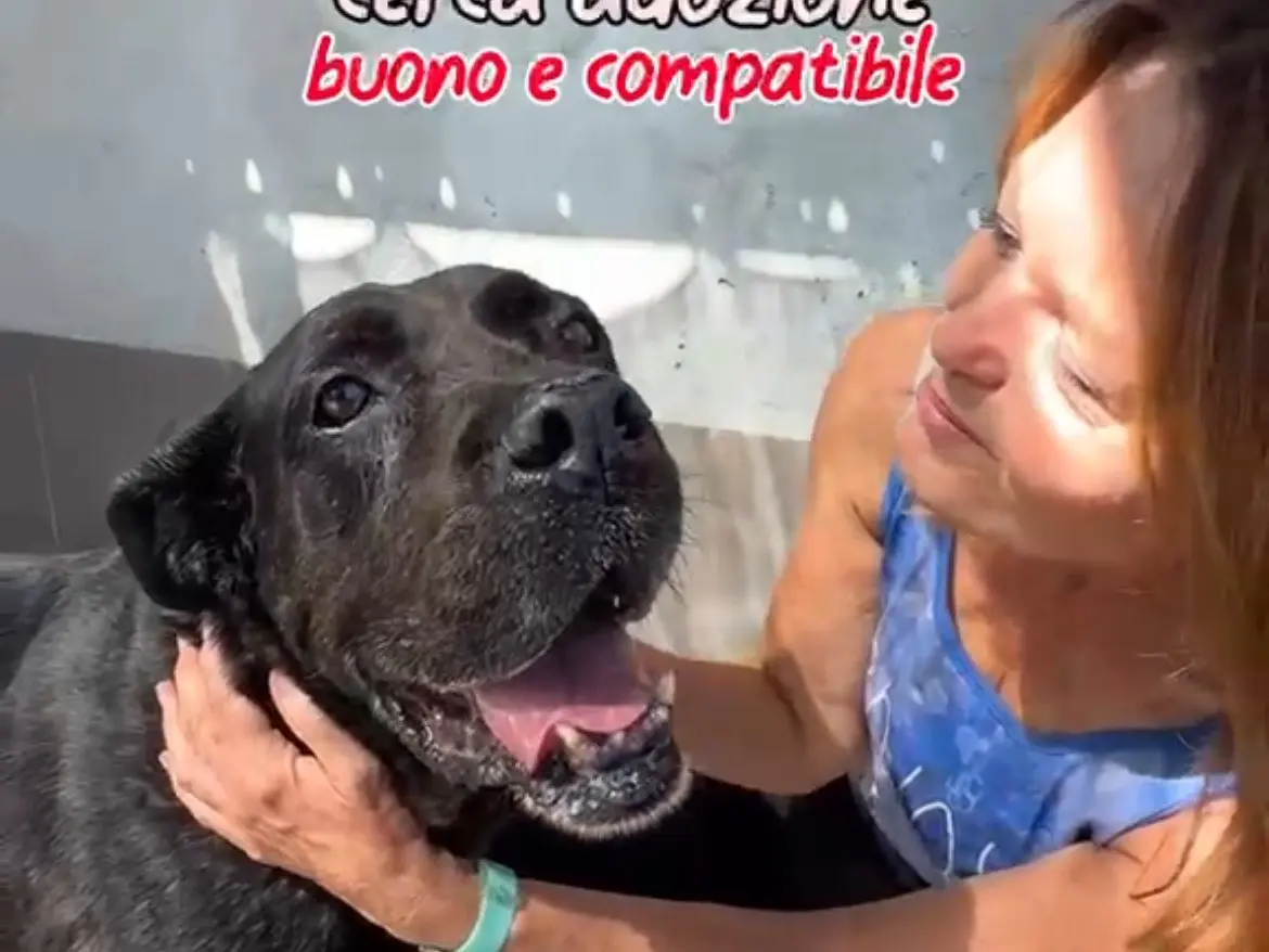 Adozione cane, maschio, Corso Razza sconosciuta, 5 anni e 1 mese, taglia grande, Caserta
