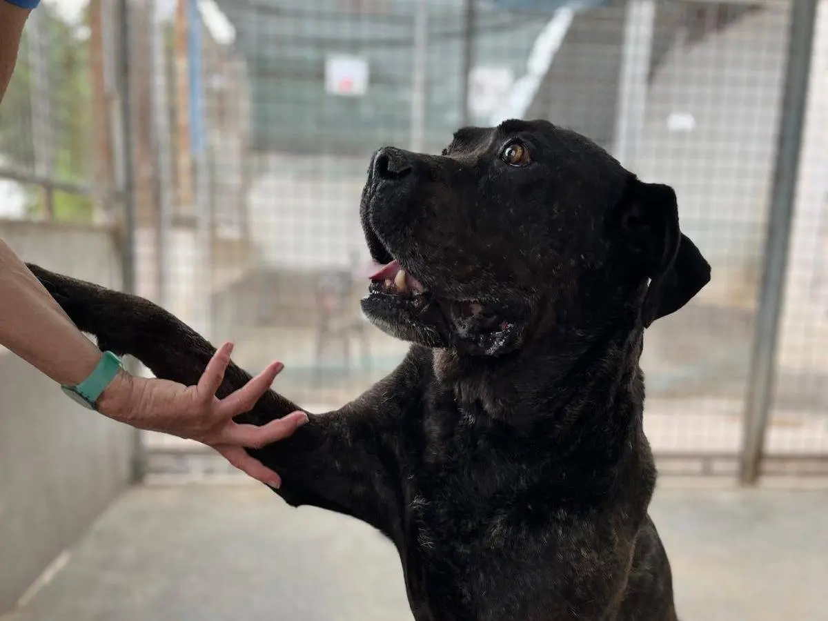 Adotta un cane, taglia grande, maschio, Caserta
