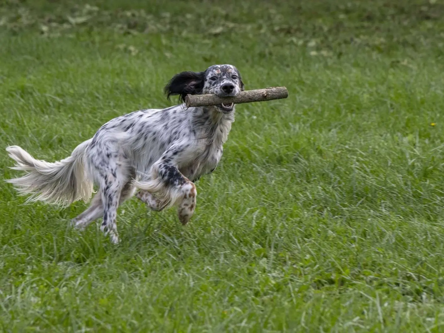 Adotta il cane Alfio a Milano
