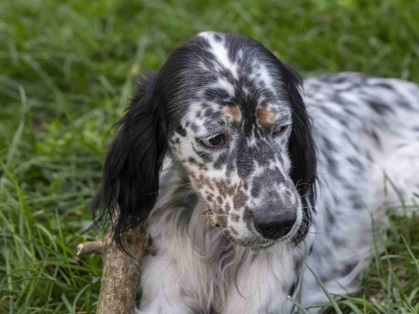 Adotta un cane, taglia media, maschio, Milano
