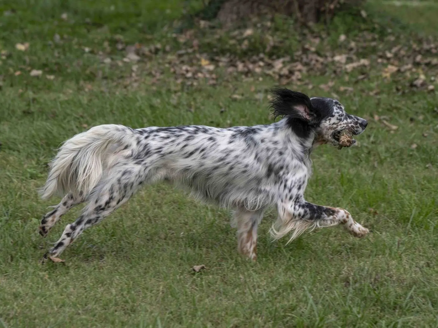 Vuoi adottare un cane a Milano?