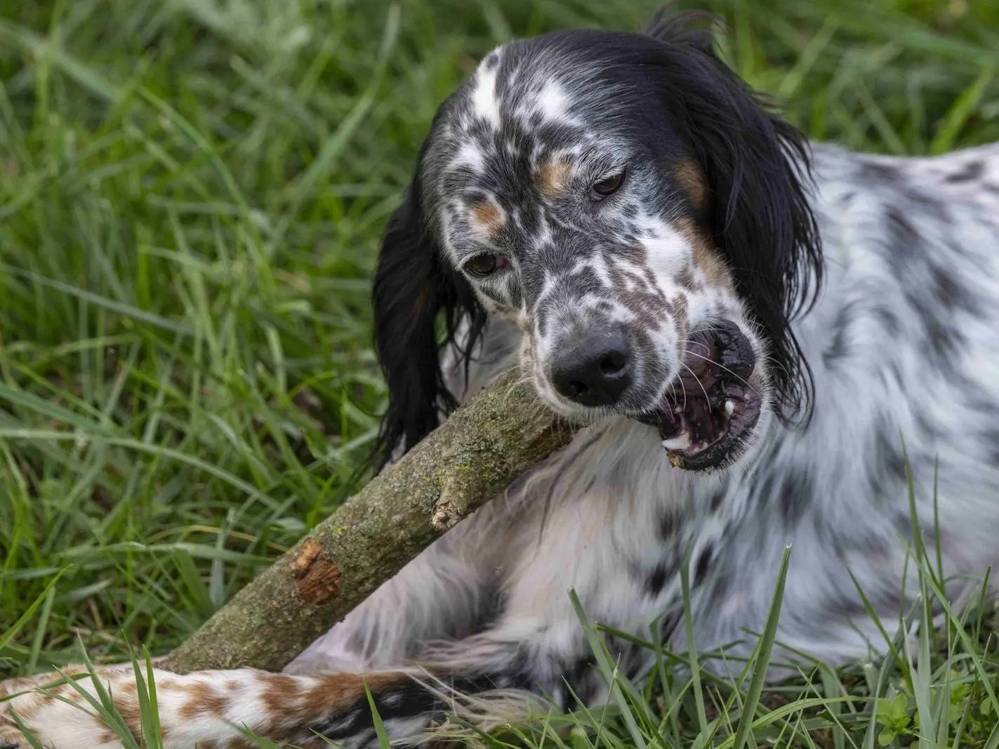Adotta un cane, maschio, 5 anni e 1 mese, Milano