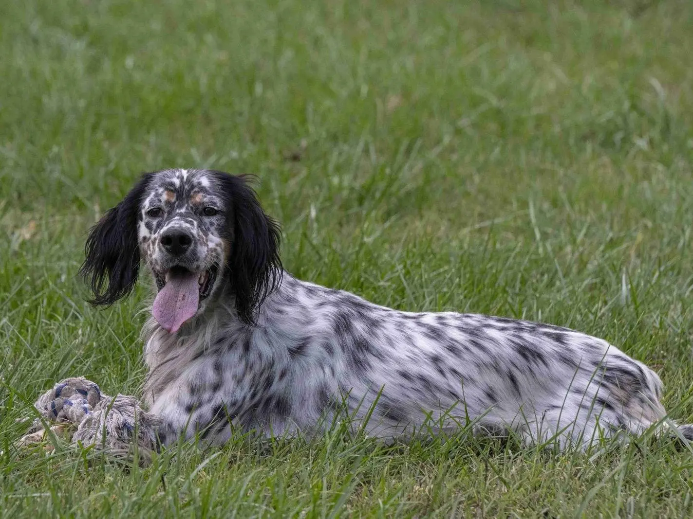 Adozione cane, maschio, Setter Inglese Razza sconosciuta, 5 anni e 1 mese, taglia media, Milano