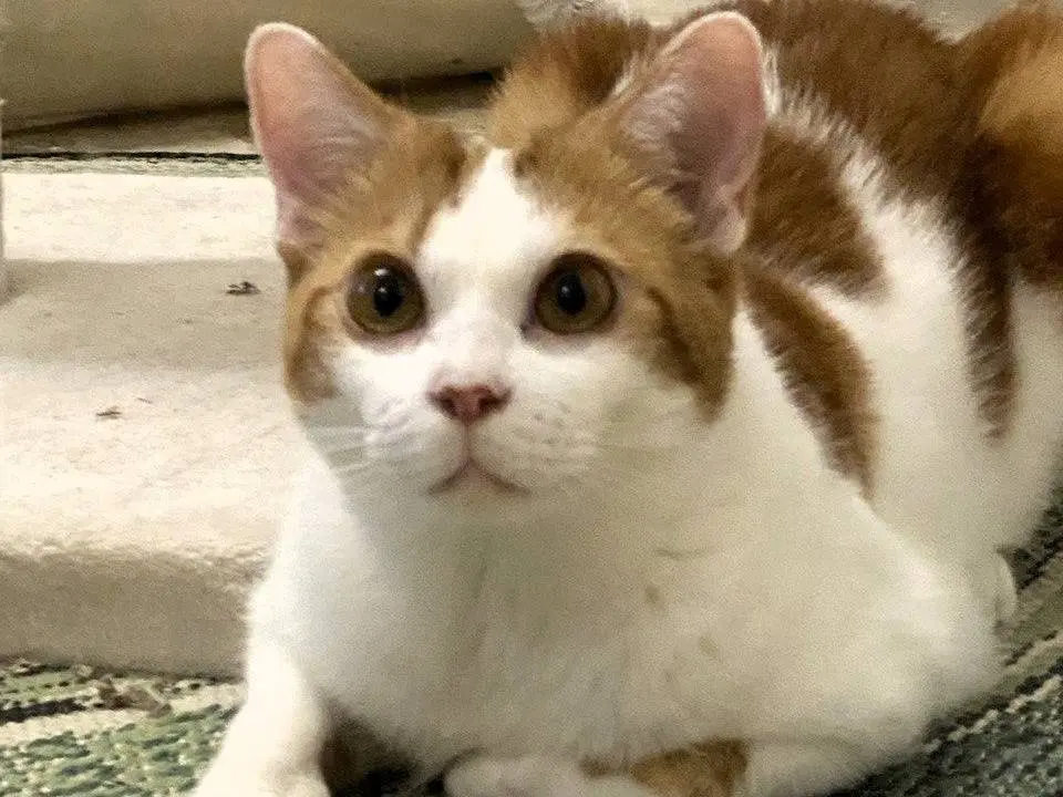 Adozione gatto, maschio, Razza sconosciuta Razza sconosciuta, 2 anni, taglia non valida, Milano