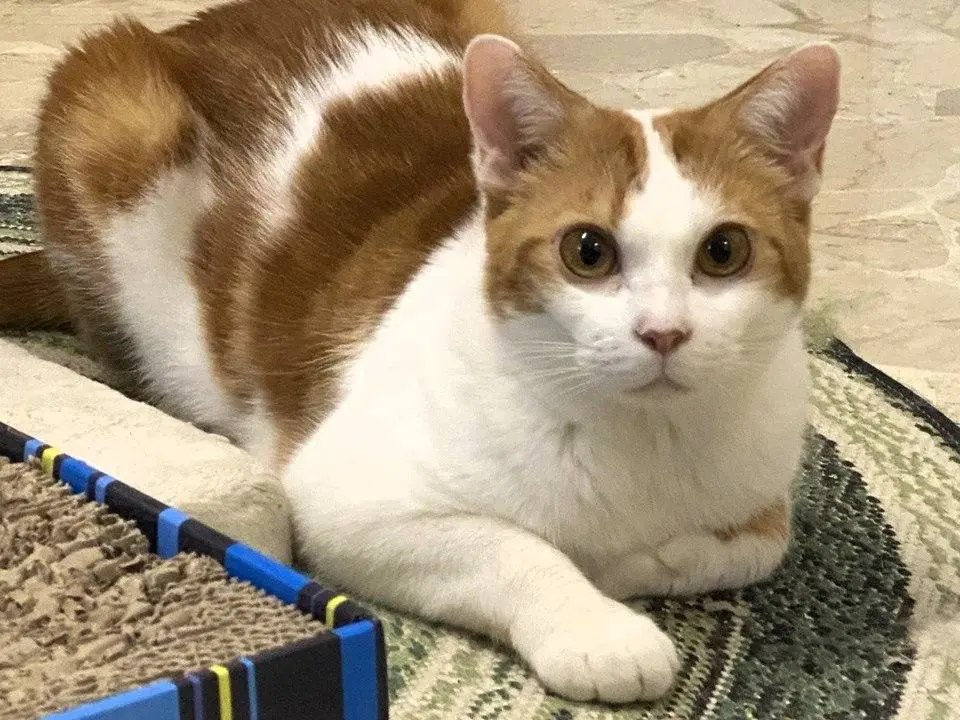 Adotta un gatto, maschio, 2 anni, Milano