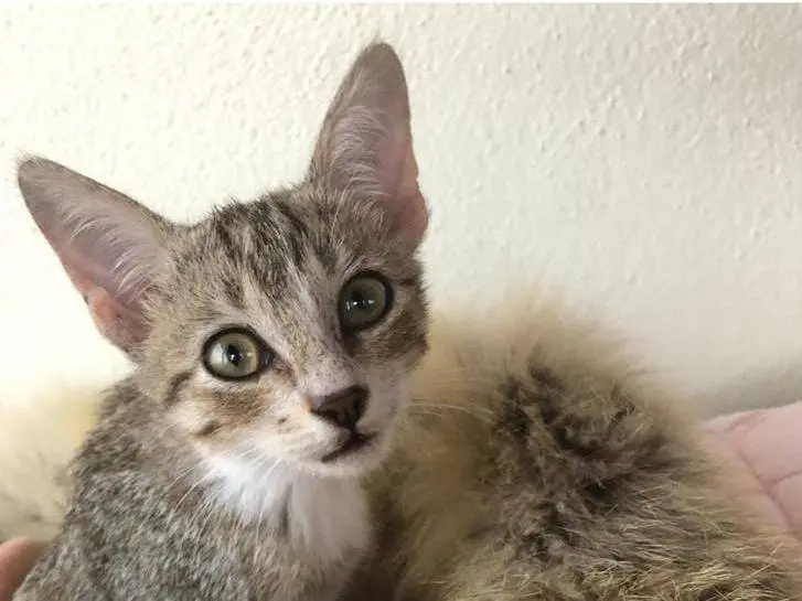 Adotta un gatto, taglia non valida, femmina, Catanzaro