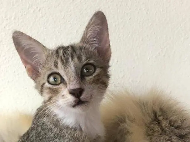 Adozione gatto, femmina, Razza sconosciuta Razza sconosciuta, 2 mesi, taglia non valida, Catanzaro