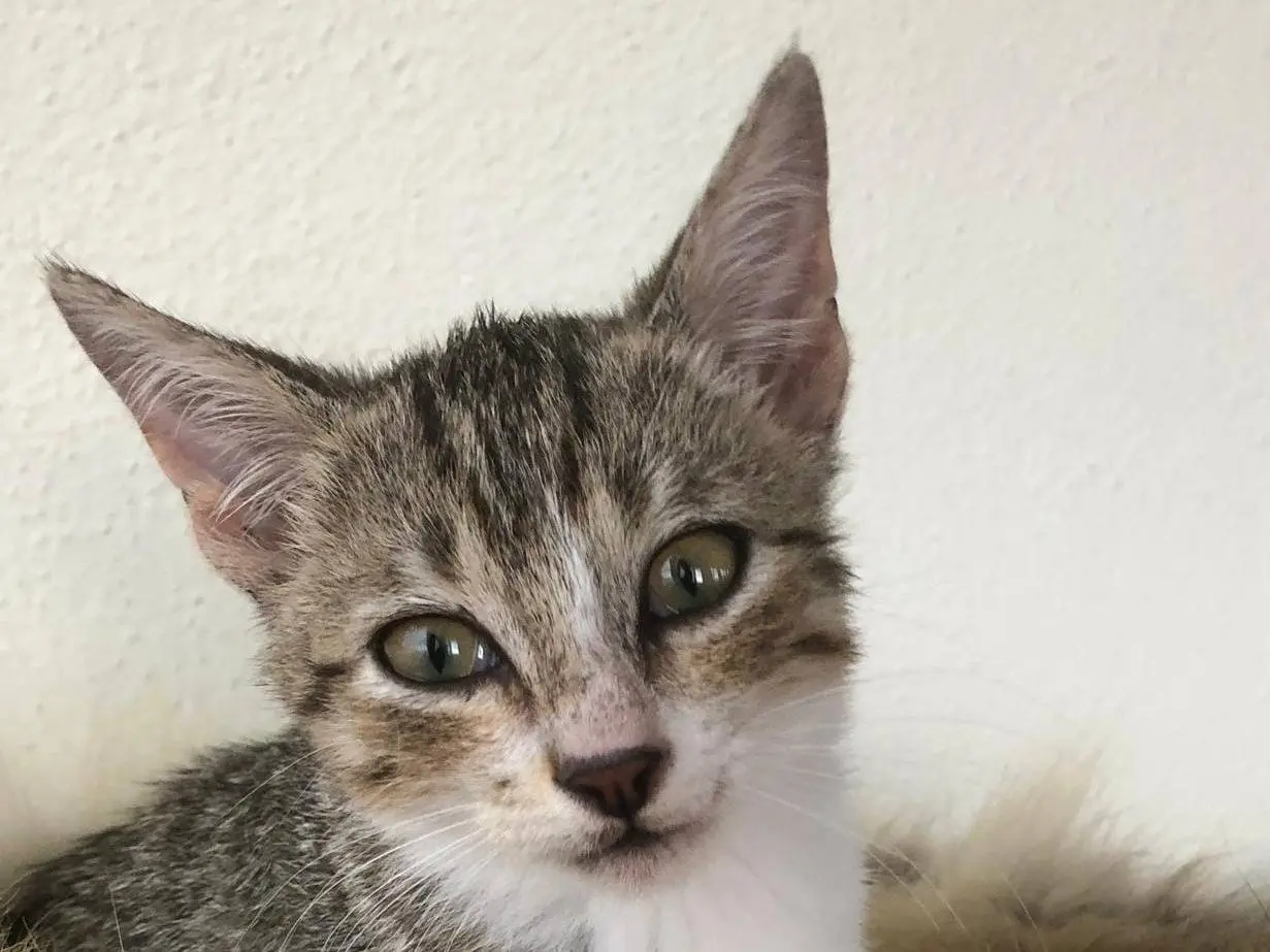 Adotta un gatto, femmina, 2 mesi, Catanzaro