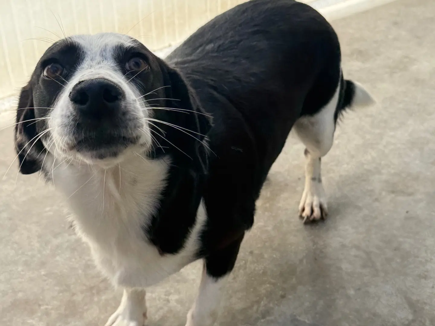 Adotta un cane, femmina, 2 anni e 8 mesi, Latina